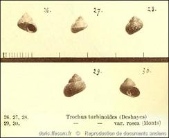 gibbula_turbinoides-rda-img_02