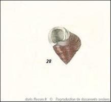 gibbula_turbinoides-rda-img_28
