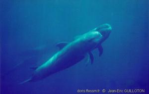 globicephala_macrorhynchus-jeg0001