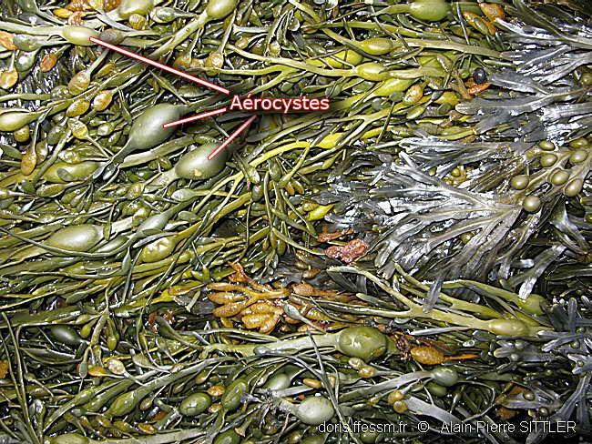 glossaire_aerocyste_apsittler100