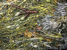 glossaire_aerocyste_apsittler100