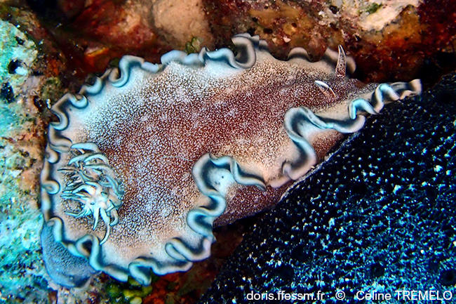 Glossodoris_hikuerensis-cetr1