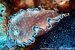 Glossodoris_hikuerensis-cetr1