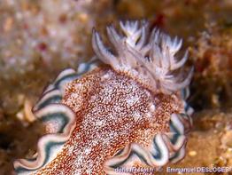 Glossodoris_hikuerensis-emde01