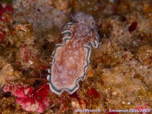 Glossodoris_hikuerensis-emde02