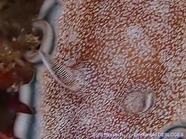 Glossodoris_hikuerensis-emde03
