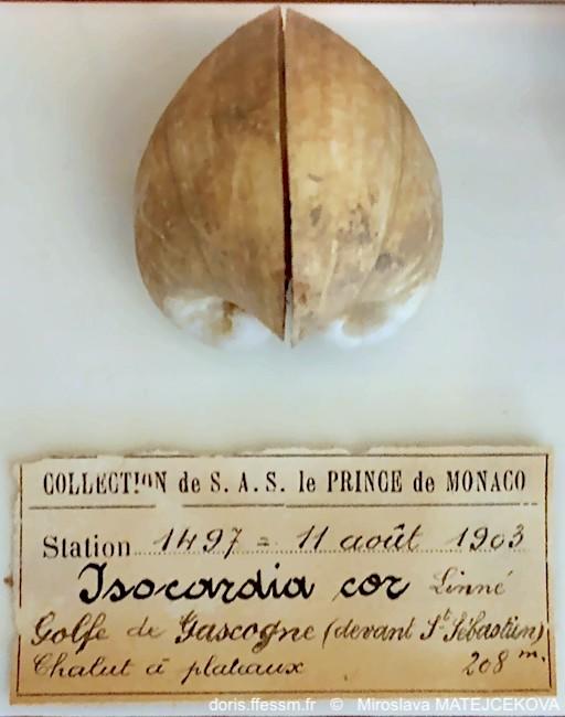 Glossus_humanus-mima1