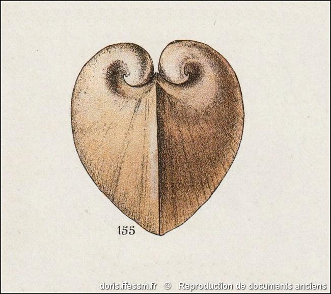 glossus_humanus-rda-img_155