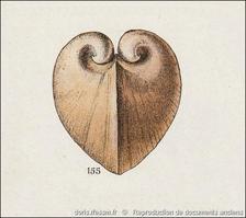 glossus_humanus-rda-img_155