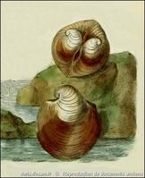 glossus_humanus-rda-img_920