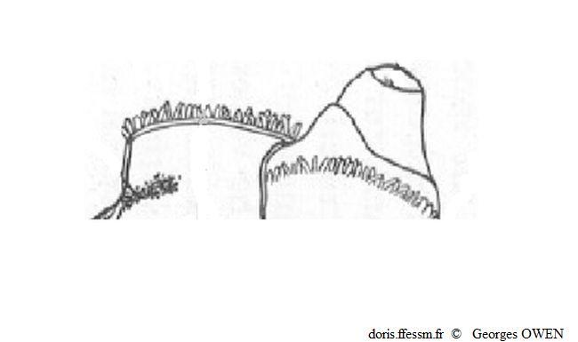 Glossus_humanus_geow_img_01