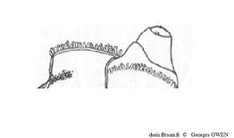 Glossus_humanus_geow_img_01
