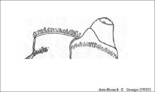 Glossus_humanus_geow_img_01