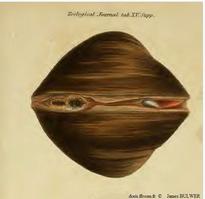 Glossus_humanus_jabul_img_01