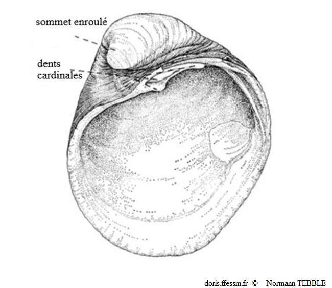Glossus_humanus_note_01