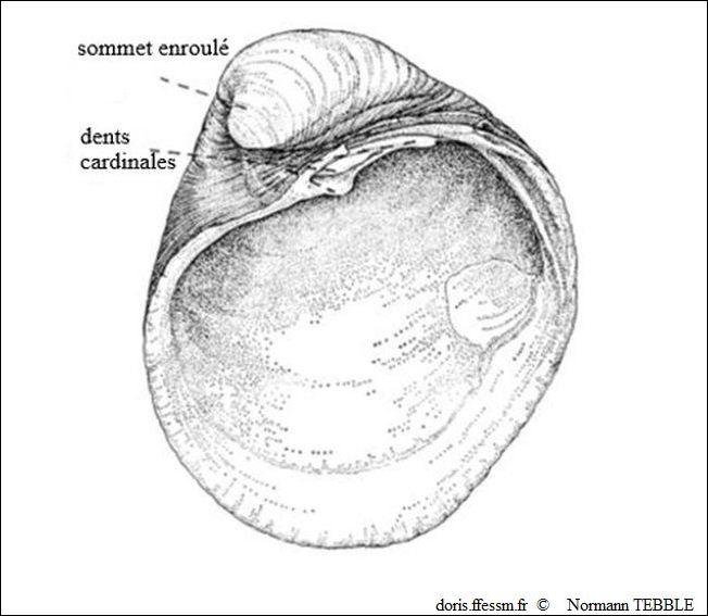 Glossus_humanus_note_01