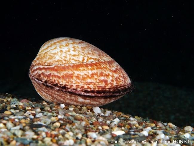 glycymeris_glycymeris-doho-img_336