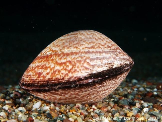 glycymeris_glycymeris-doho-img_337