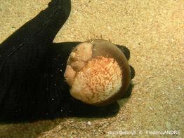 glycymeris_glycymeris-fran-img_56