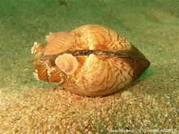 glycymeris_glycymeris-fran-img_57