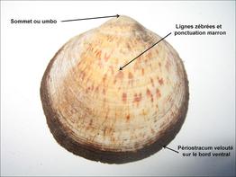 glycymeris_glycymeris-plg-img_02
