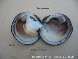 glycymeris_glycymeris-plg-img_03