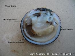 glycymeris_glycymeris-plg-img_04
