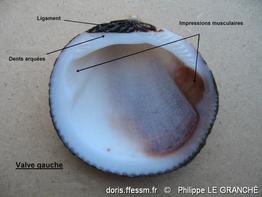 glycymeris_glycymeris-plg-img_05