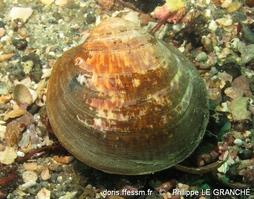 glycymeris_glycymeris-plg-img_1450