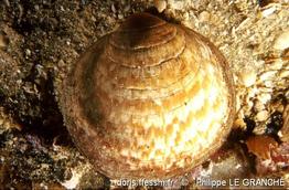 glycymeris_glycymeris-plg-img_2839