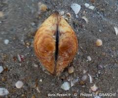 glycymeris_glycymeris-plg-img_469
