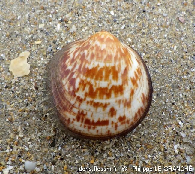 glycymeris_glycymeris-plg-img_771