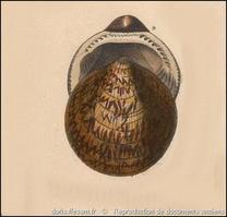 glycymeris_glycymeris-rda-img_817