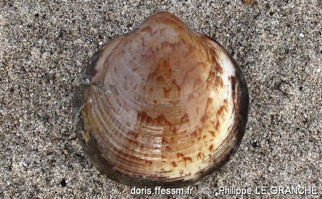 glycymeris_glycymeris_plg-img_4579