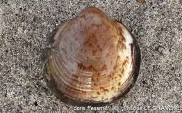 glycymeris_glycymeris_plg-img_4579