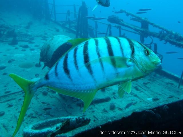 Gnathanodon_speciosus-jms001