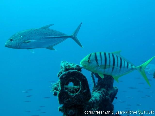 Gnathanodon_speciosus-jms002