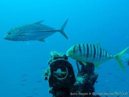 Gnathanodon_speciosus-jms002