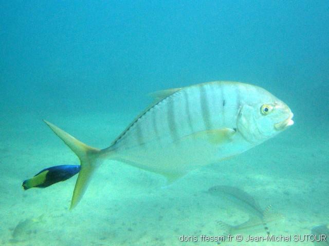 Gnathanodon_speciosus-jms004