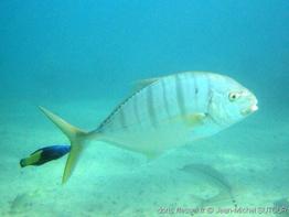 Gnathanodon_speciosus-jms004