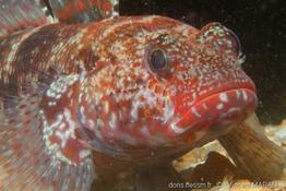 gobius_cruentatus-vm1