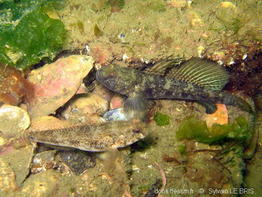 gobius_niger-slb4916