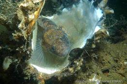 gobius_niger-vm3