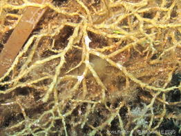 gongolaria_montagnei-slb2