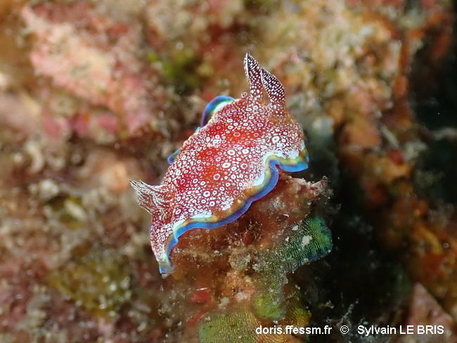 Goniobranchus_albopunctatus-sylb2025