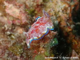 Goniobranchus_albopunctatus-sylb2025