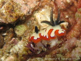 goniobranchus_fidelis-aps225