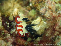goniobranchus_fidelis-apsi211