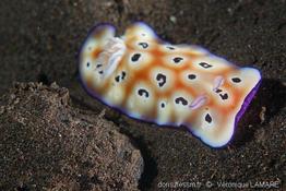 goniobranchus_leopardus_vela3