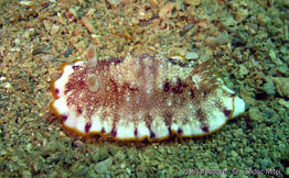 goniobranchus_tinctorius-cemi01